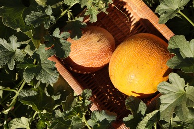 Photo of Ripe melons in wicker crate on sunny day, top view