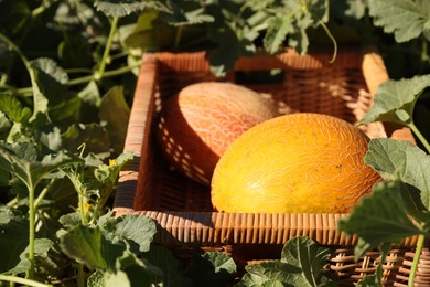 Ripe melons in wicker crate on sunny day, closeup