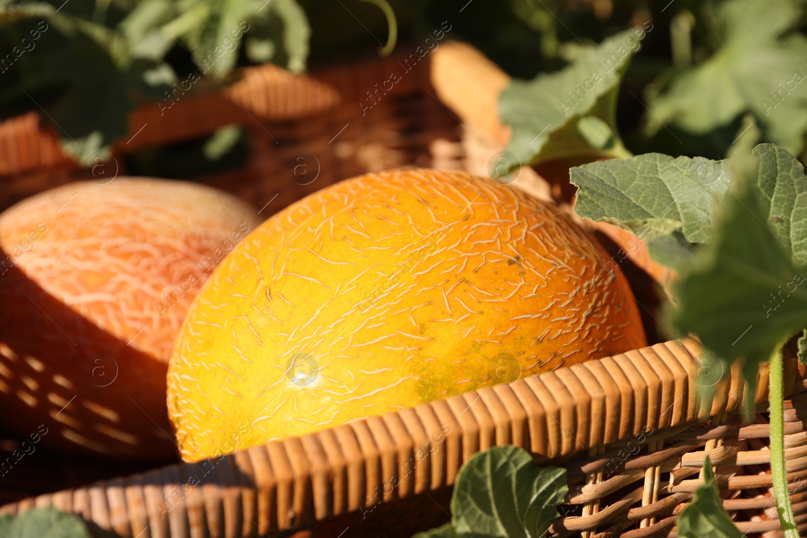 Photo of Ripe melons in wicker crate on sunny day, closeup