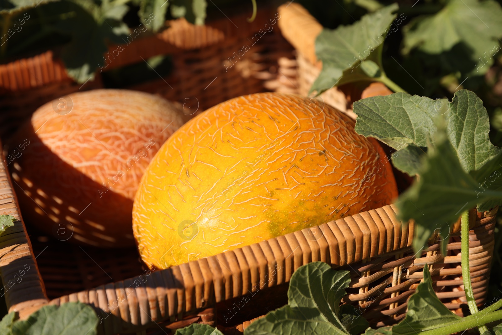 Photo of Ripe melons in wicker crate on sunny day, closeup