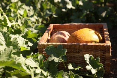 Photo of Ripe melons in wicker crate on sunny day, closeup