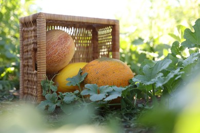 Photo of Ripe melons with wicker crate in field