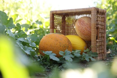 Photo of Ripe melons with wicker crate in field