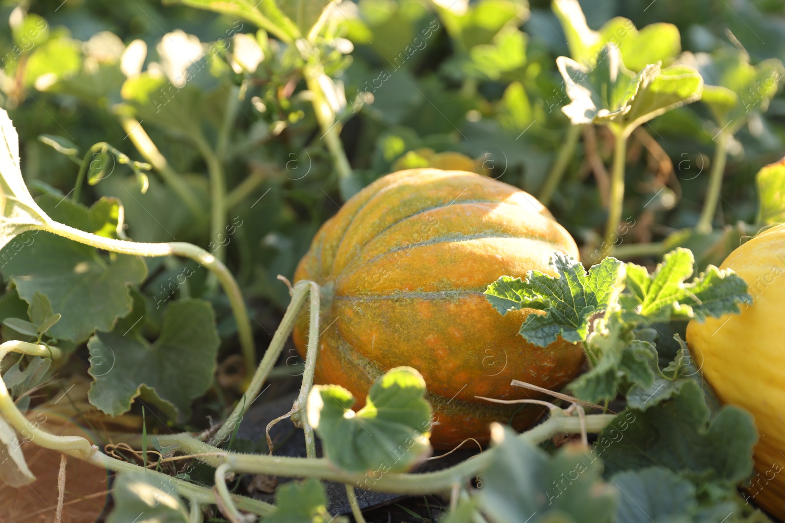 Photo of Ripe melons growing in field on sunny day, closeup