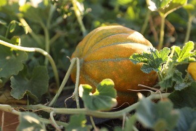 Photo of Ripe melon growing in field on sunny day, closeup