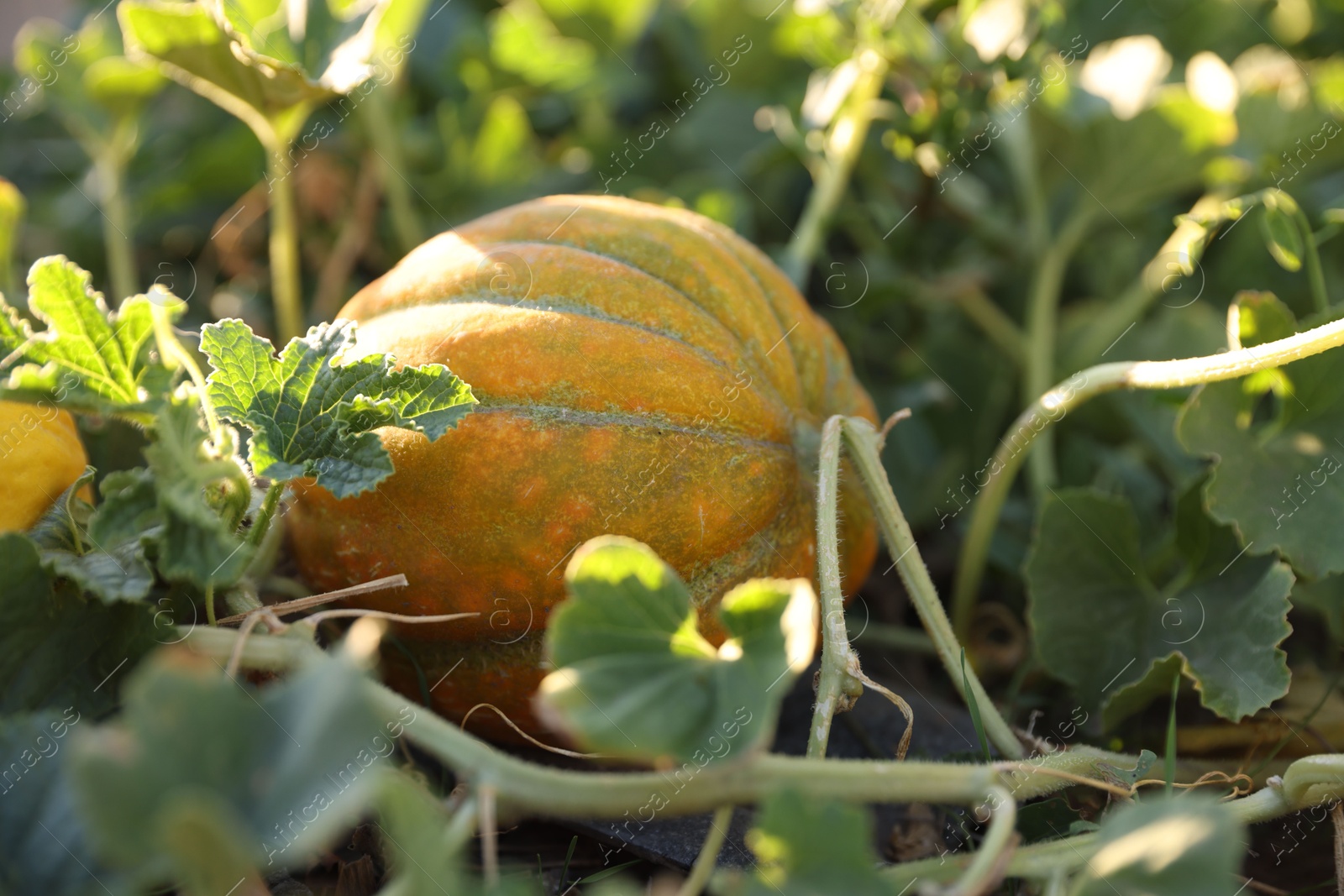 Photo of Ripe melon growing in field on sunny day, closeup