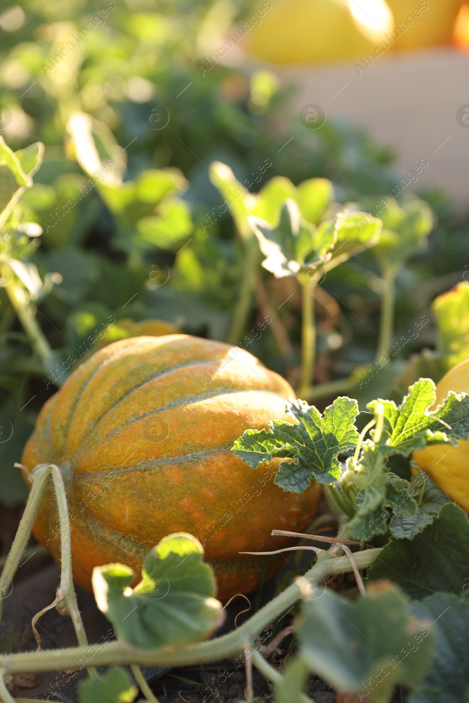 Photo of Ripe melon growing in field on sunny day, closeup