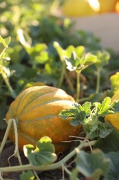 Photo of Ripe melon growing in field on sunny day, closeup