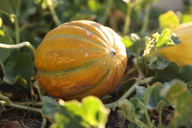 Ripe melon growing in field on sunny day, closeup