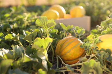 Ripe melons growing in field on sunny day