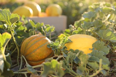 Photo of Ripe melons growing in field on sunny day