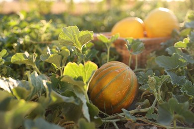 Fresh ripe melons growing in field, selective focus