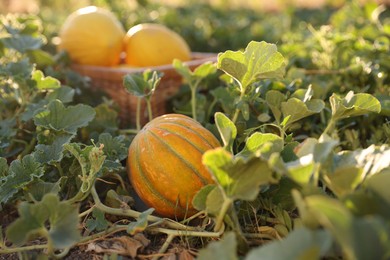 Photo of Fresh ripe melons growing in field, selective focus