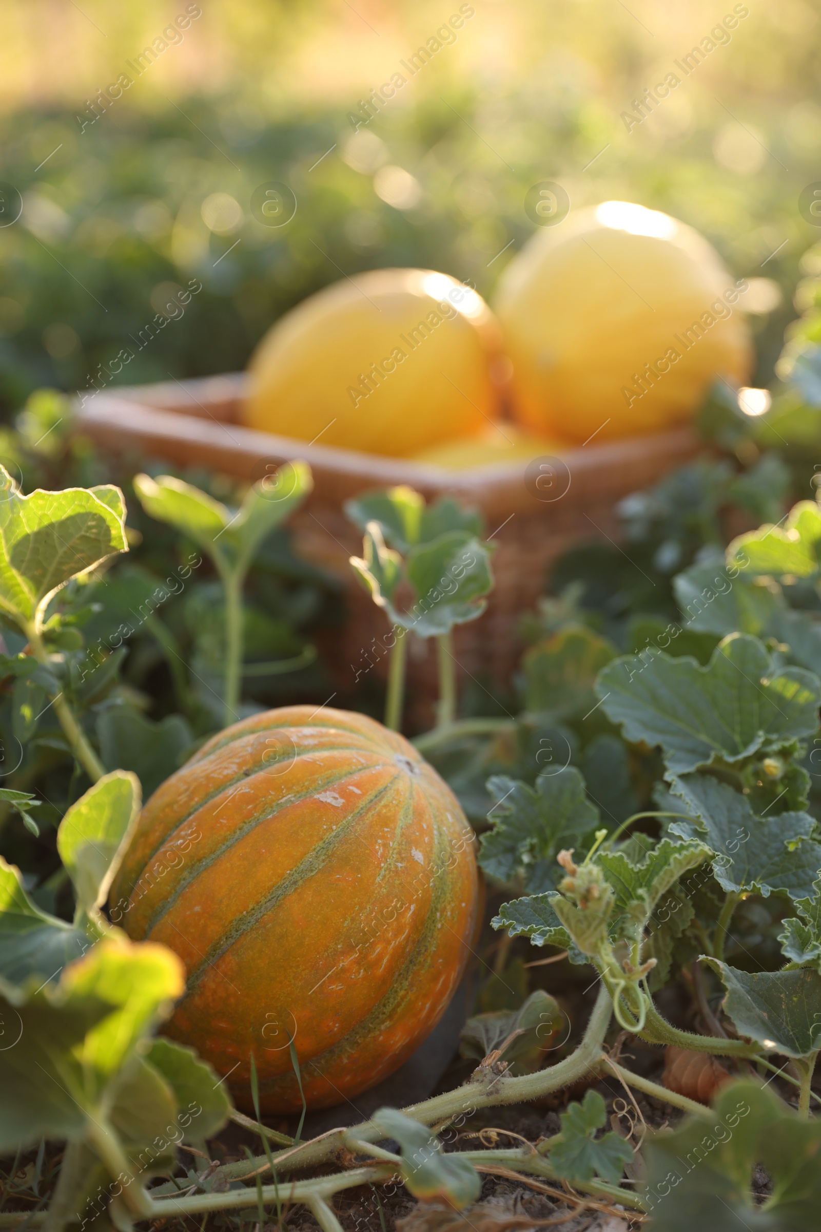 Photo of Fresh ripe melons growing in field, selective focus