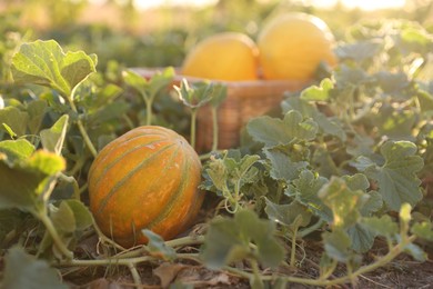 Photo of Fresh ripe melons growing in field, selective focus