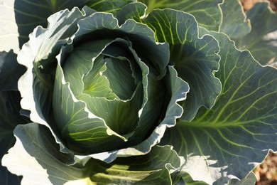 Photo of Green cabbage growing on sunny day, closeup