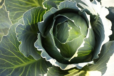 Photo of Green cabbage growing on sunny day, closeup