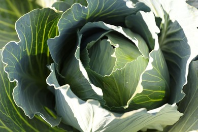 Photo of Green cabbage growing on sunny day, closeup