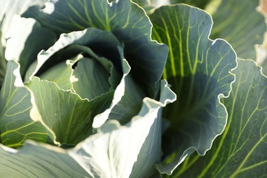 Photo of Green cabbage growing on sunny day, closeup