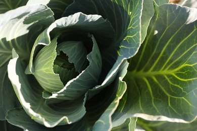 Photo of Green cabbage growing on sunny day, closeup