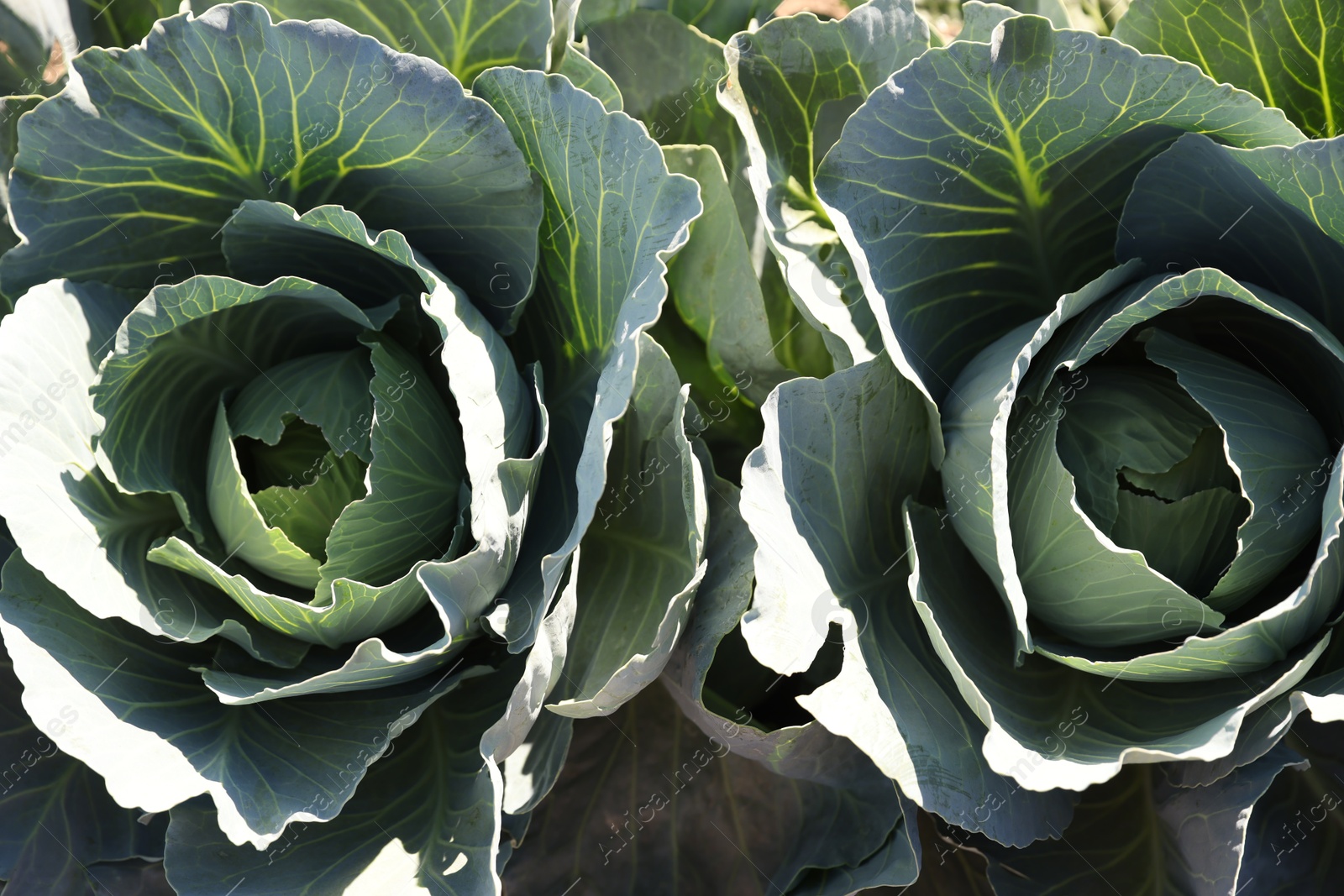 Photo of Green cabbages growing in field on sunny day, above view