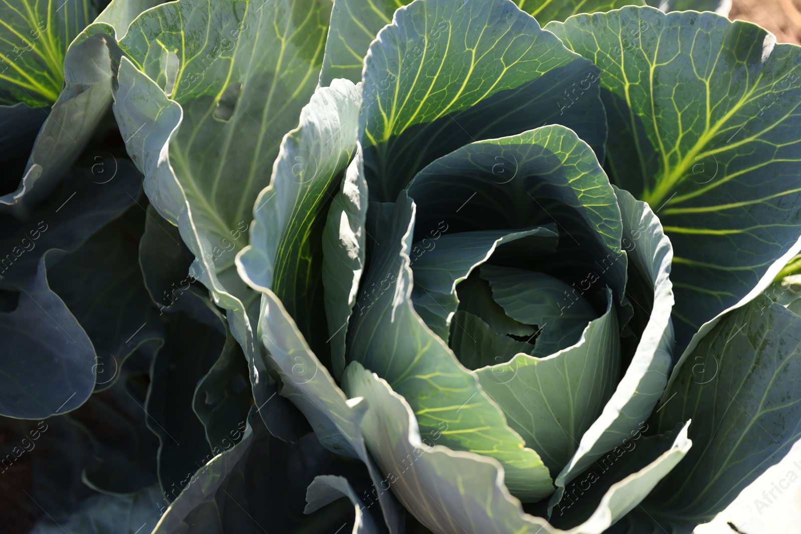 Photo of Green cabbage growing in field on sunny day, closeup