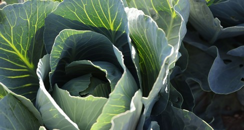 Photo of Green cabbage growing in field on sunny day, closeup