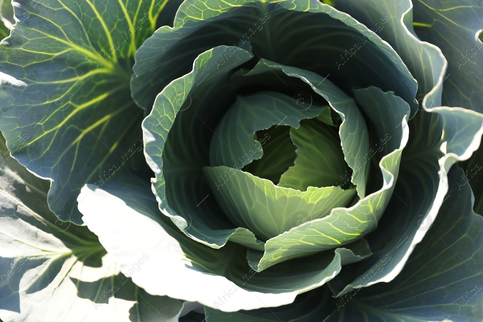 Photo of Green cabbage growing in field on sunny day, closeup