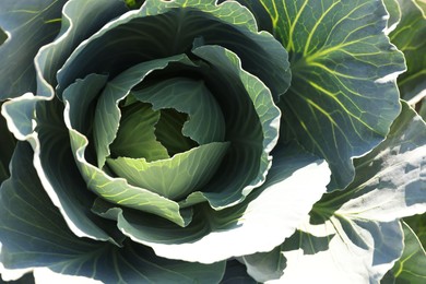 Photo of Green cabbage growing in field on sunny day, closeup