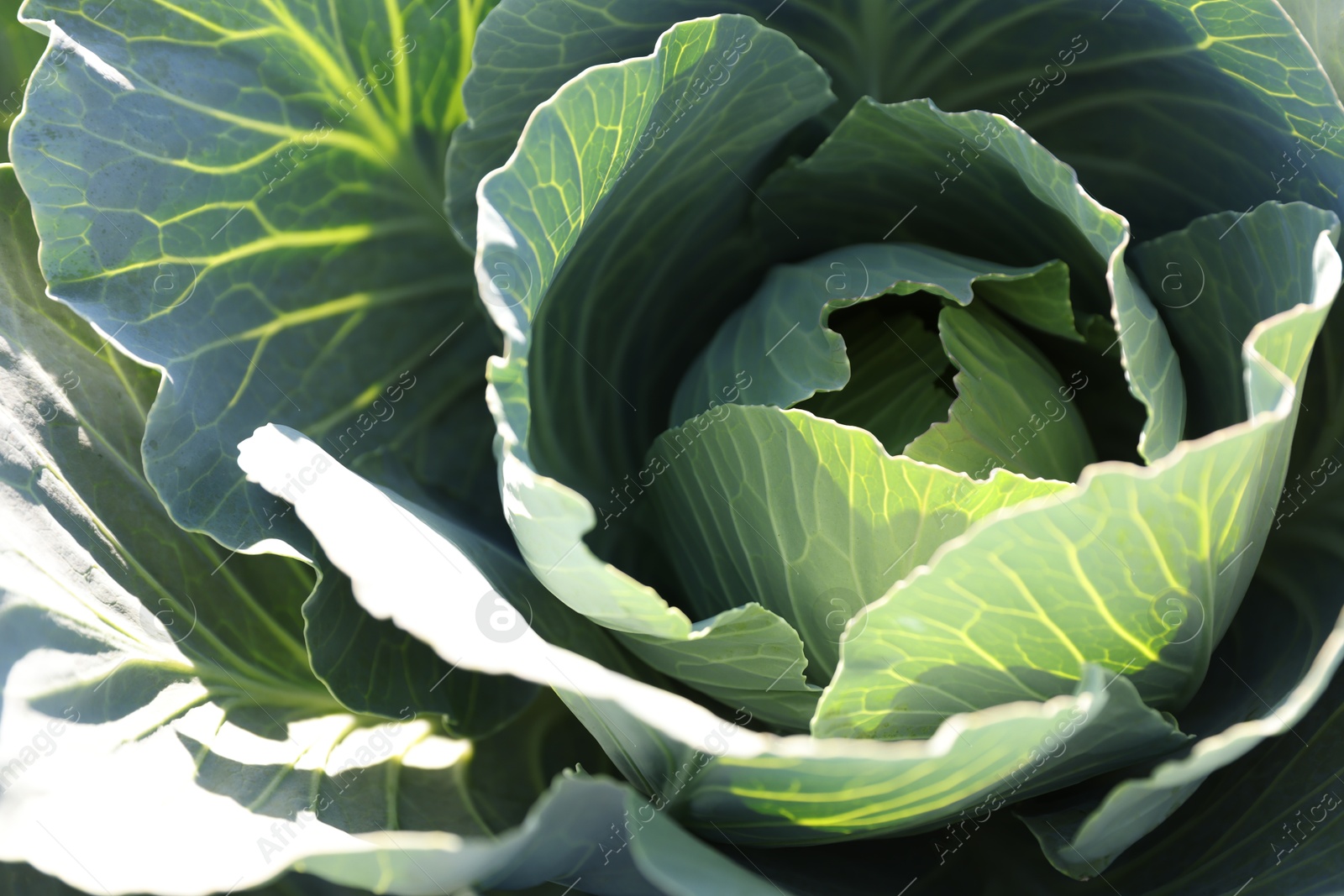 Photo of Green cabbage growing in field on sunny day, closeup