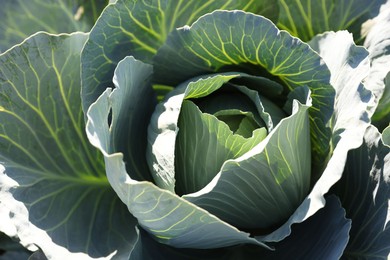 Photo of Green cabbage growing in field on sunny day, closeup