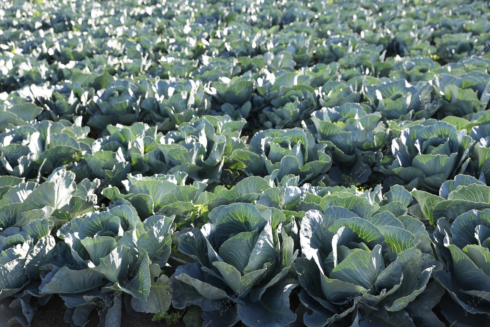 Photo of Green cabbages growing in field on sunny day