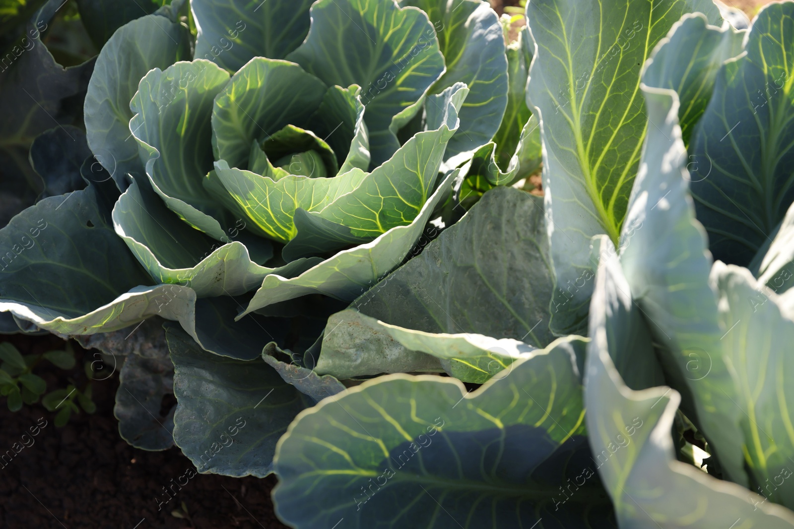 Photo of Green cabbages growing in field on sunny day