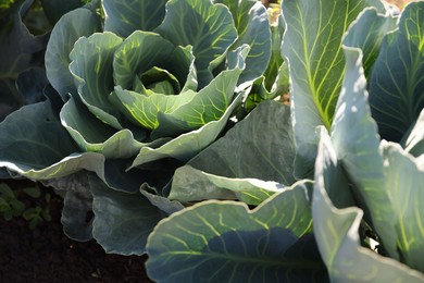 Photo of Green cabbages growing in field on sunny day