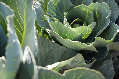 Photo of Green cabbages growing in field on sunny day, closeup