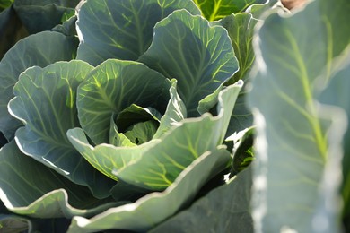 Photo of Green cabbages growing in field on sunny day, closeup