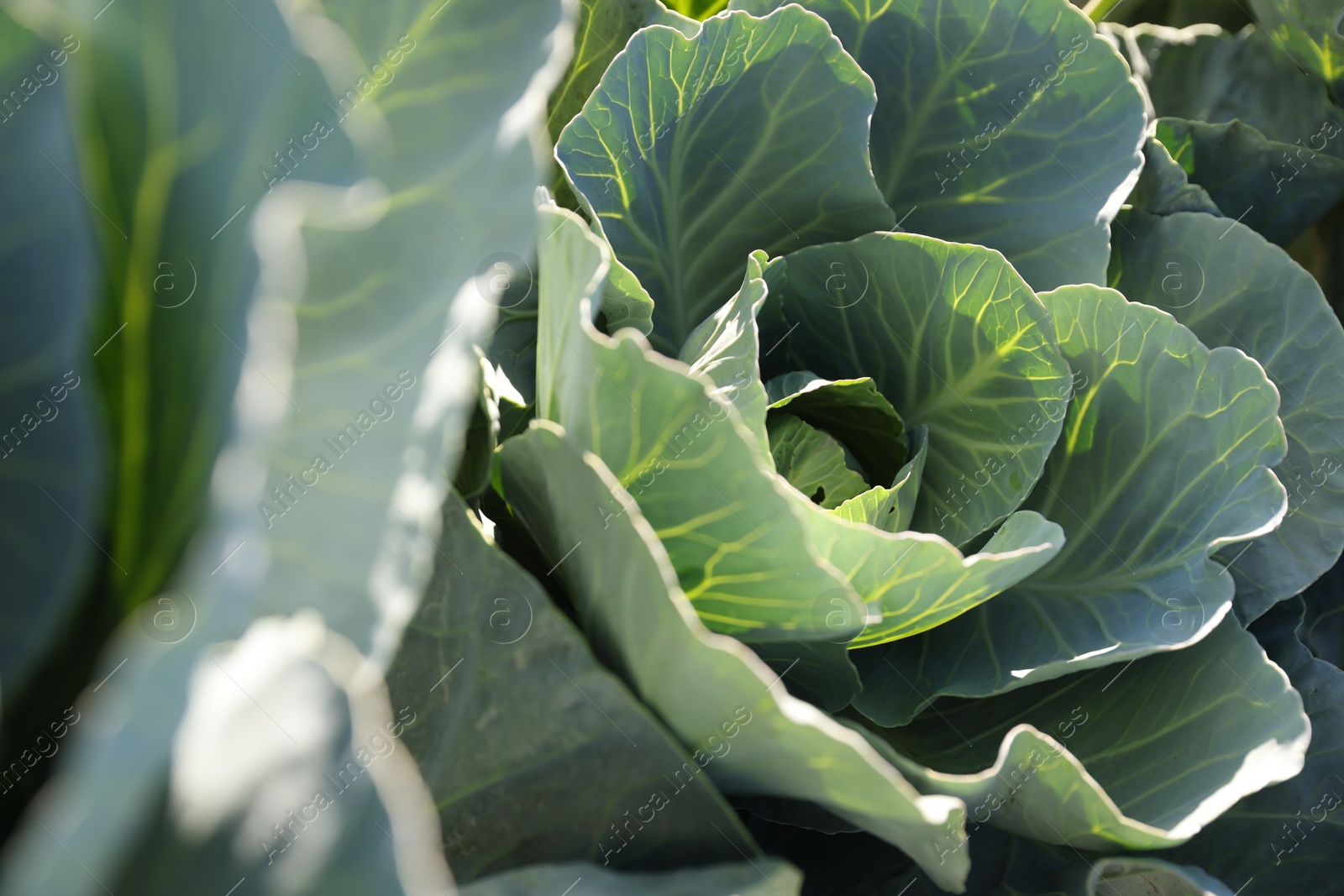 Photo of Green cabbages growing in field on sunny day, closeup