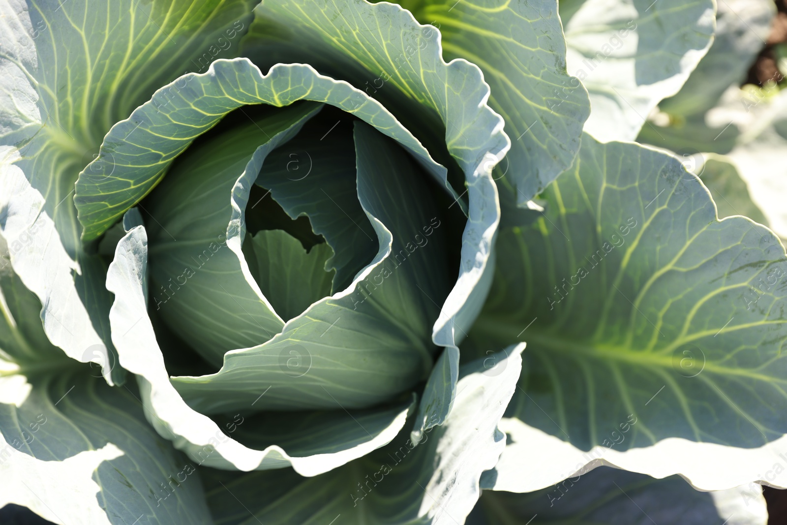 Photo of Green cabbage growing in field on sunny day, closeup