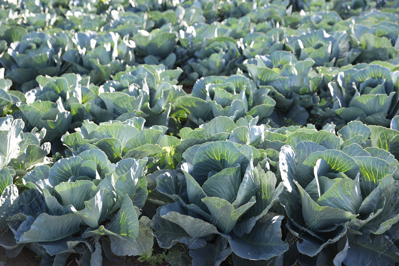 Photo of Green cabbages growing in field on sunny day