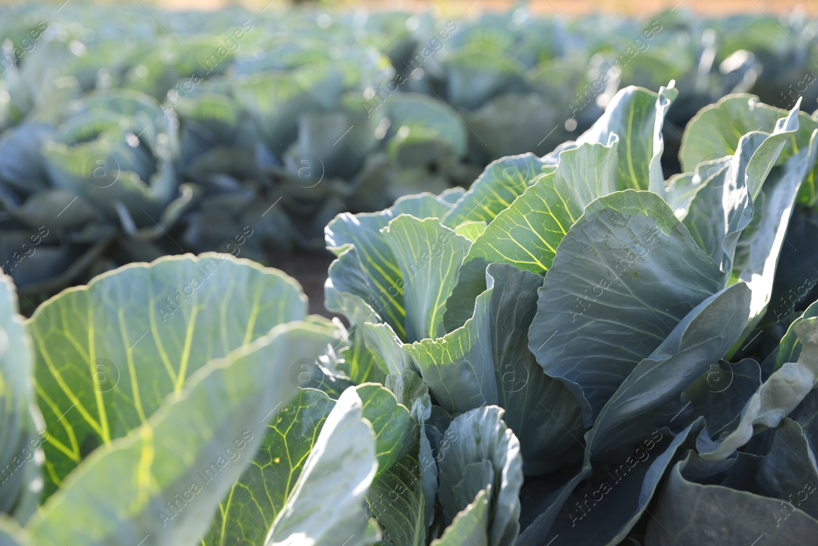 Photo of Green cabbages growing in field on sunny day, closeup