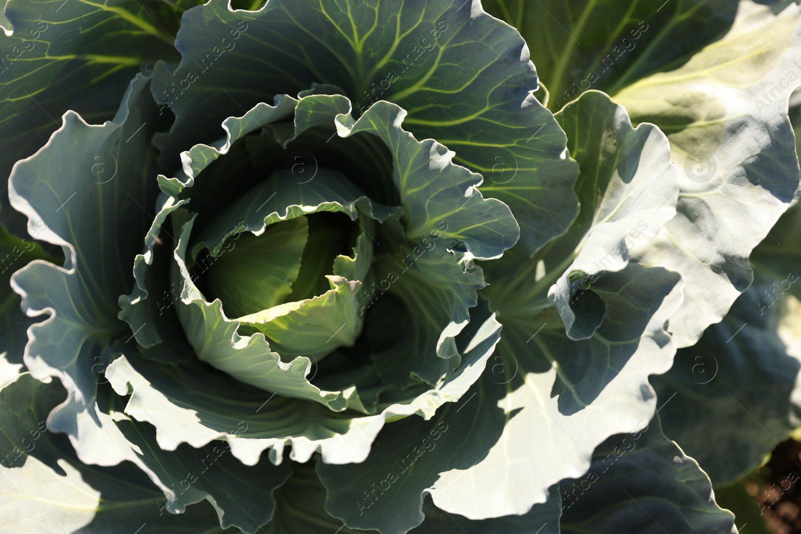 Photo of Green cabbage growing in field on sunny day, closeup