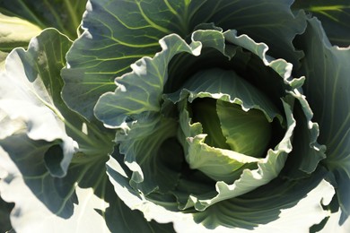 Photo of Green cabbage growing in field on sunny day, closeup