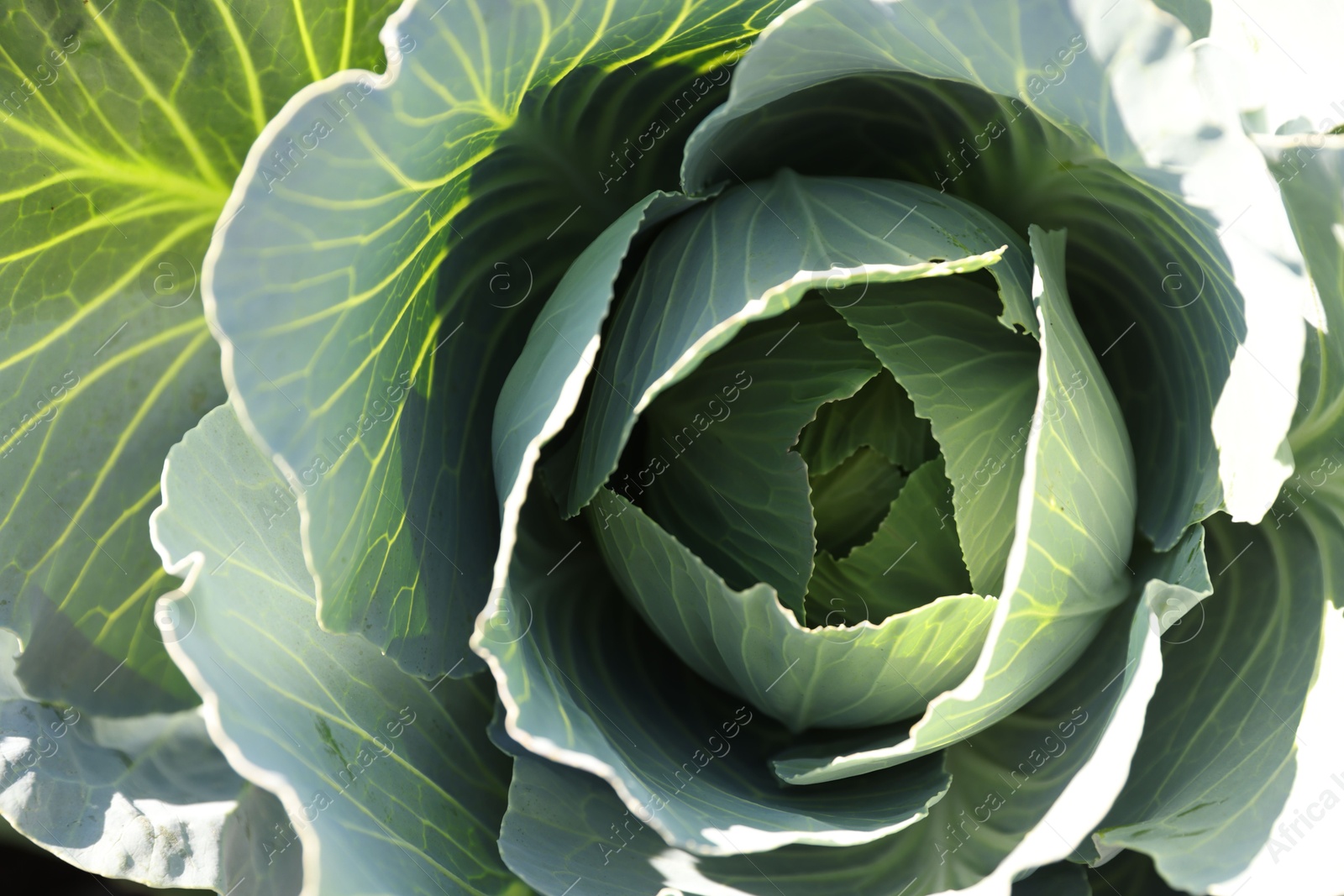 Photo of Green cabbage growing in field on sunny day, closeup