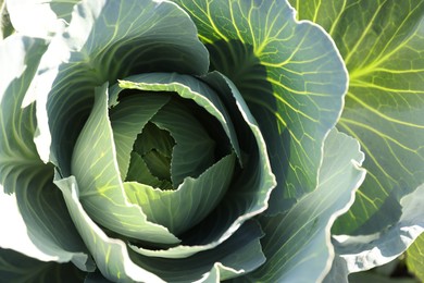 Photo of Green cabbage growing in field on sunny day, closeup