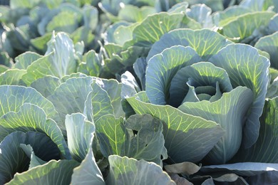 Photo of Green cabbages growing in field on sunny day, closeup