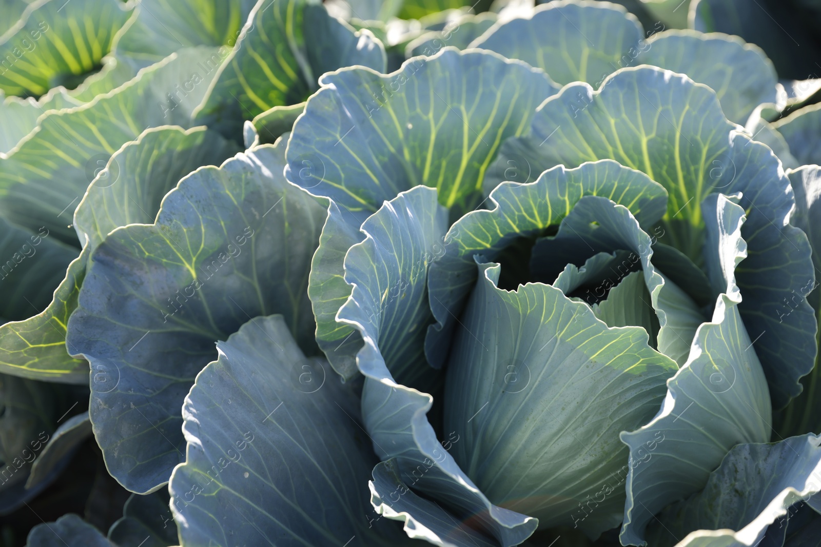 Photo of Green cabbages growing in field on sunny day, closeup