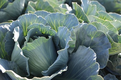 Photo of Green cabbages growing in field on sunny day, closeup