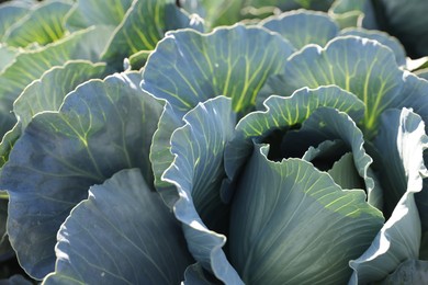 Photo of Green cabbages growing in field on sunny day, closeup