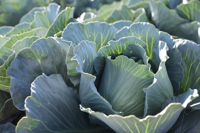 Photo of Green cabbages growing in field on sunny day, closeup