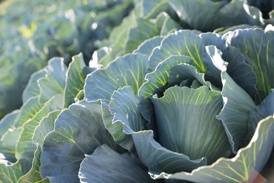 Photo of Green cabbages growing in field on sunny day, closeup